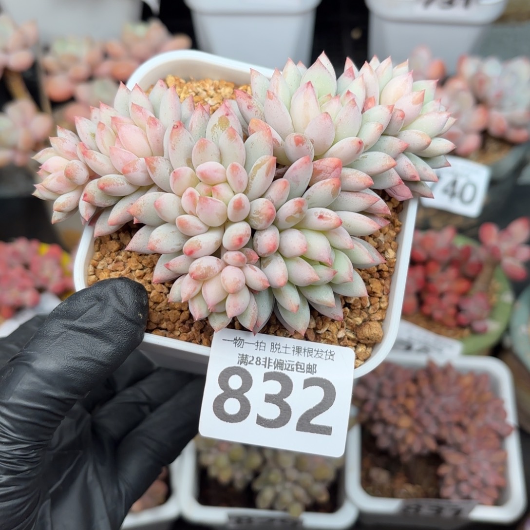 小明珠无盆土发货