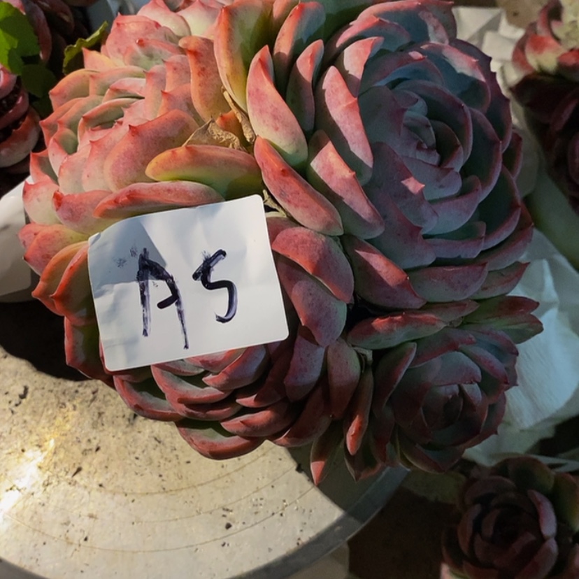 【闪购商品】苹*仔多肉植物