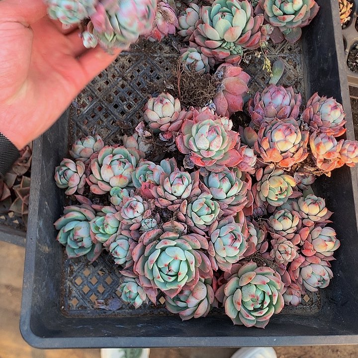 玉猫群，000000000000