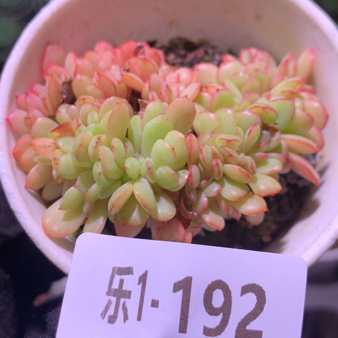 乐然 1-192 春桃缀化 