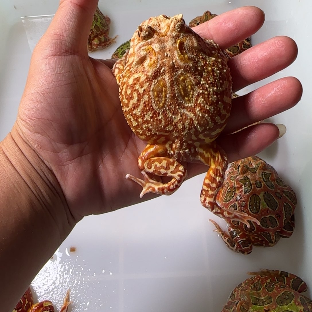 角蛙火龙角蛙6厘米全品