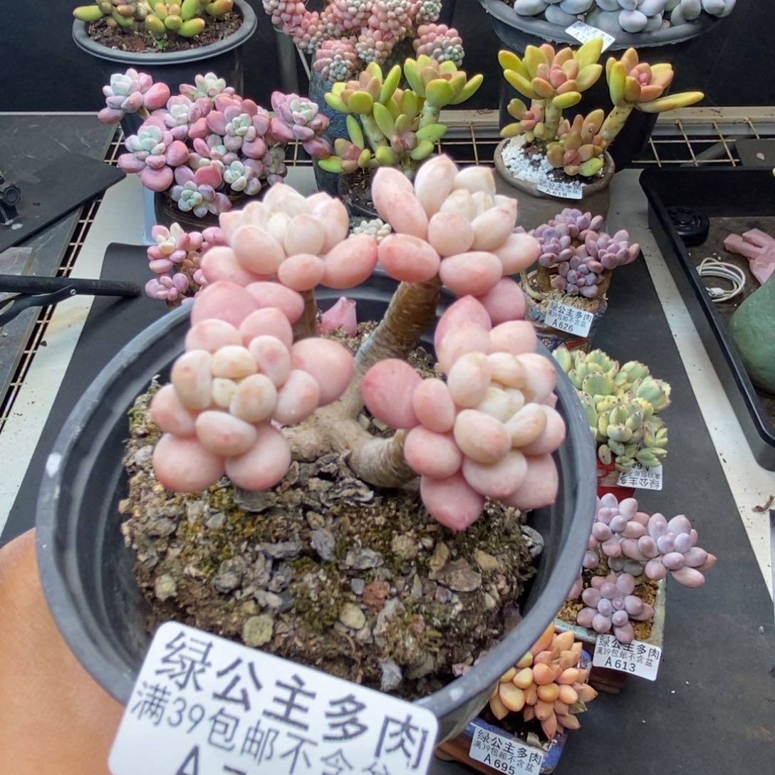 732花朵鱼子酱多肉4c m