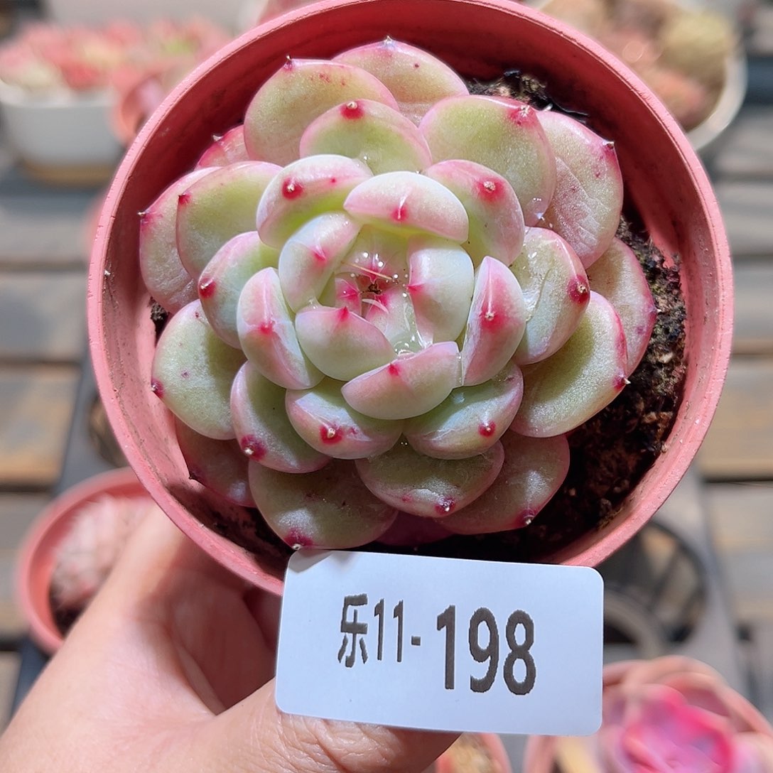 乐11-198 新品单头 