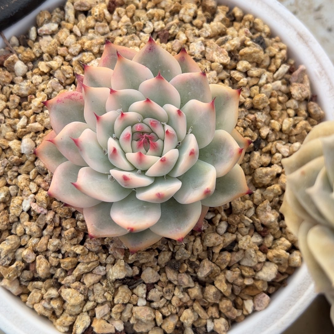 吉娃娃锦 夏鸣园艺