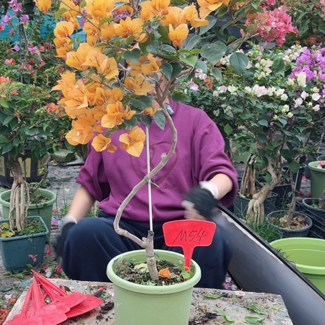 *****大部分花苞少量开放M54金色光辉