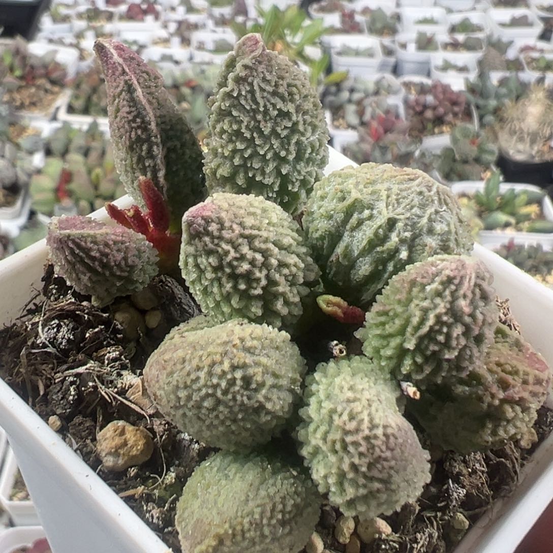 老桩多头胖五多肉植物90