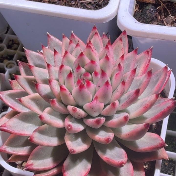 幽爪锦多肉植物一物一拍