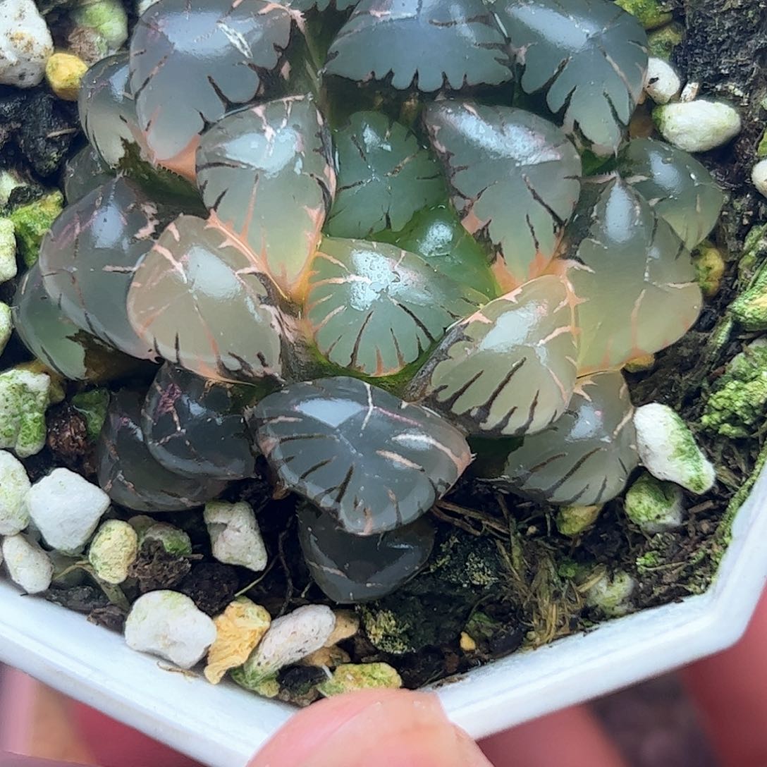 冰灯锦十二卷多肉