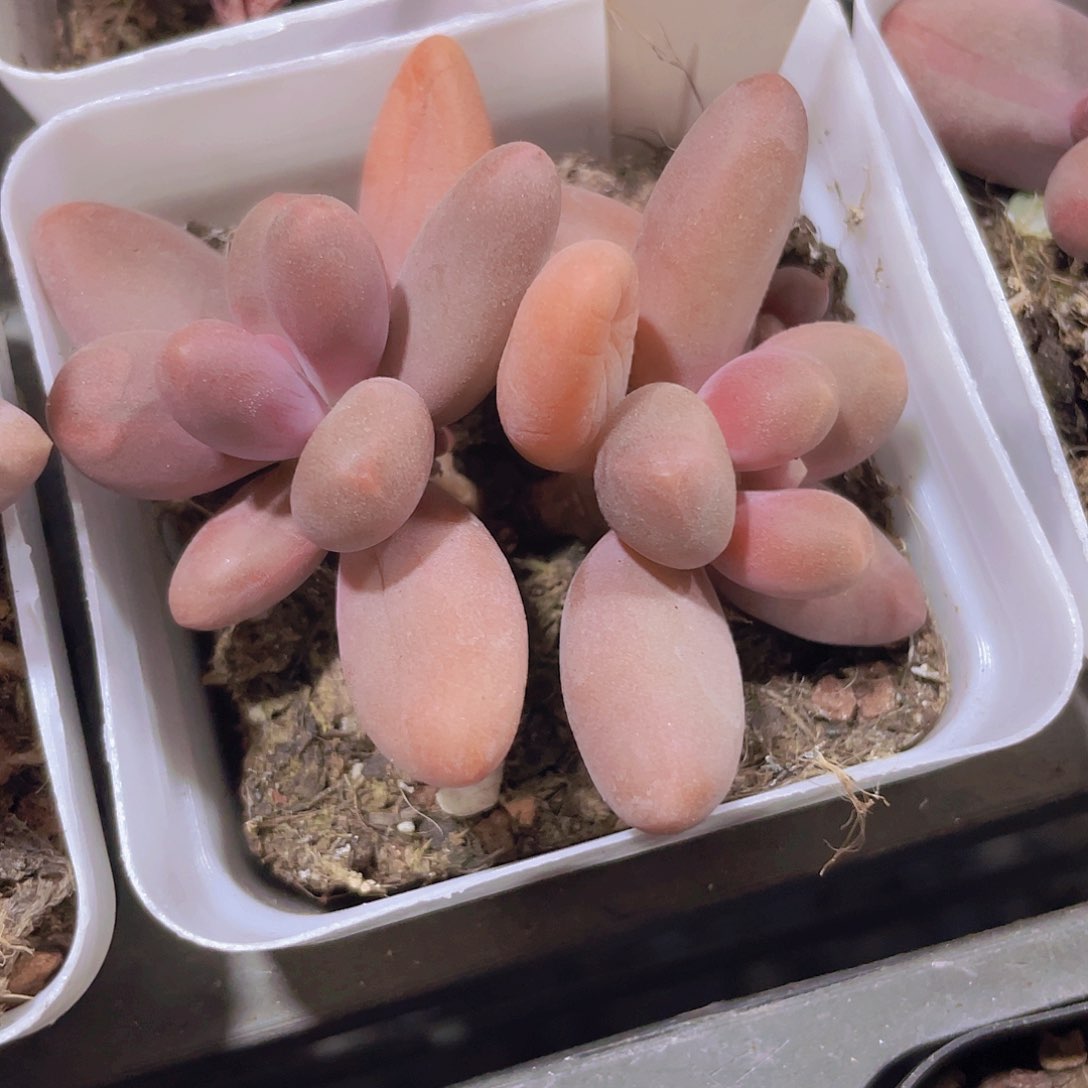 糖果美人w059一物一拍