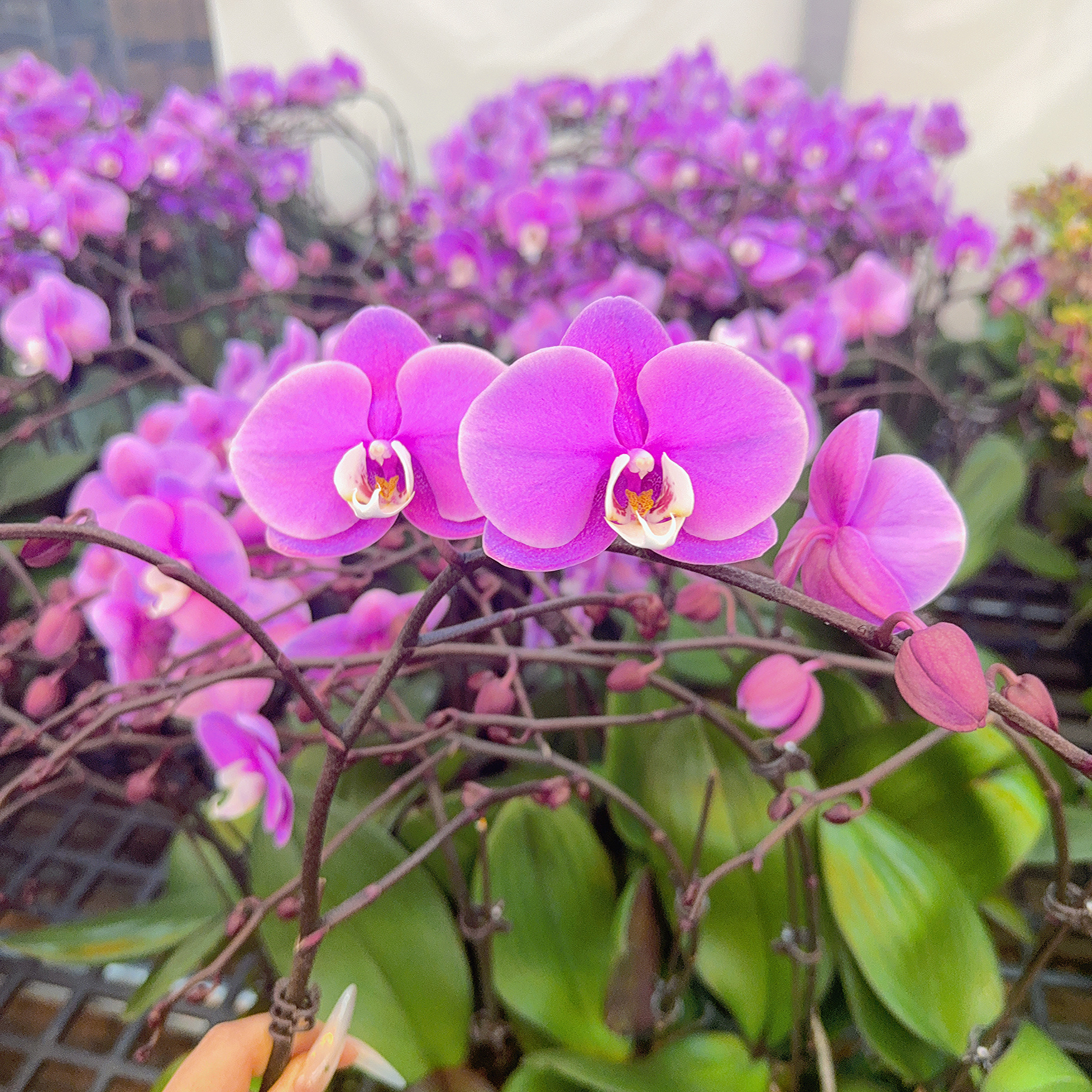 精选蝴蝶兰【范冰冰】粉紫色系 室内花卉绿植 基地直发