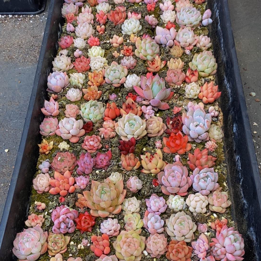 257效润泽肌肤。我是