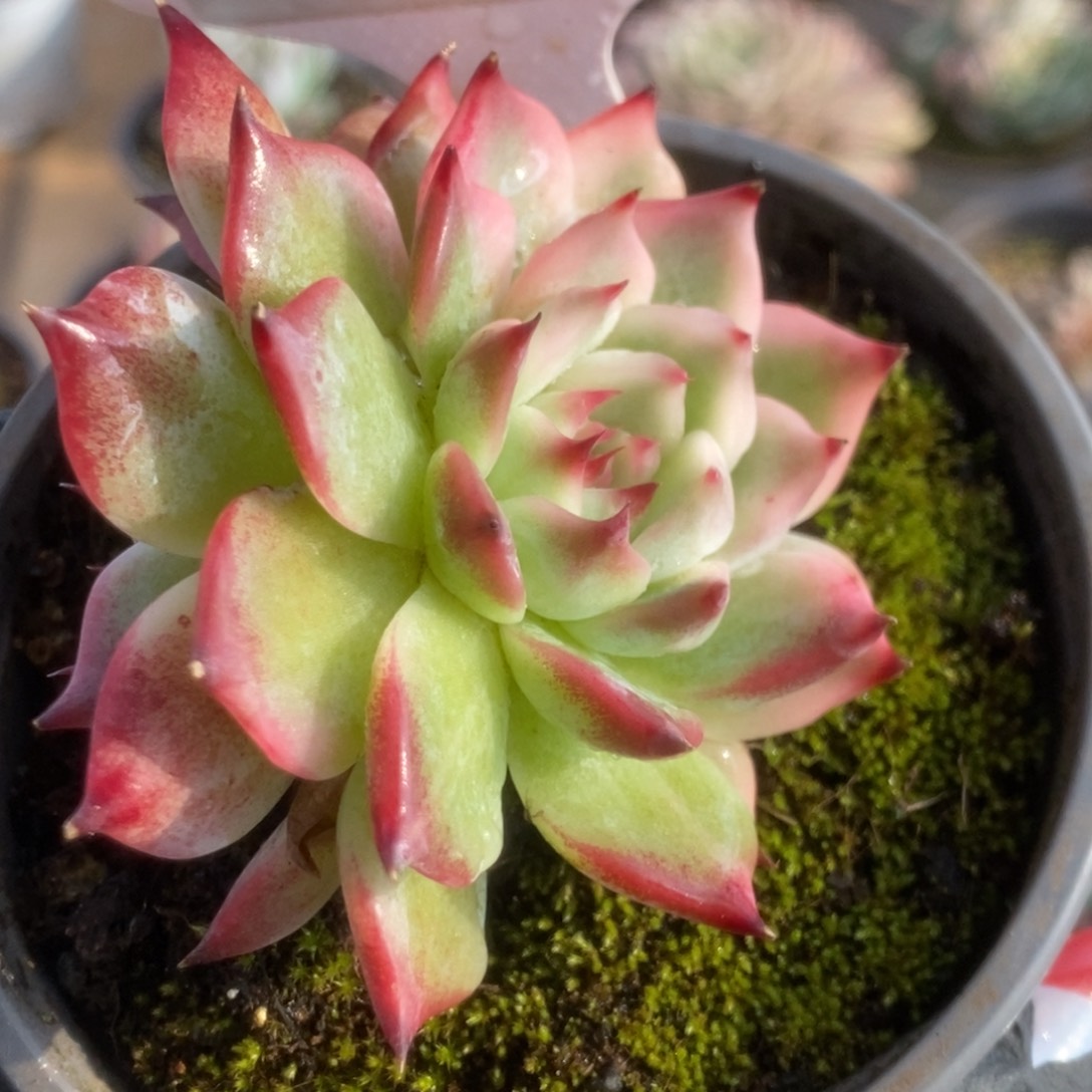 422吉娃娃锦锦锦锦锦