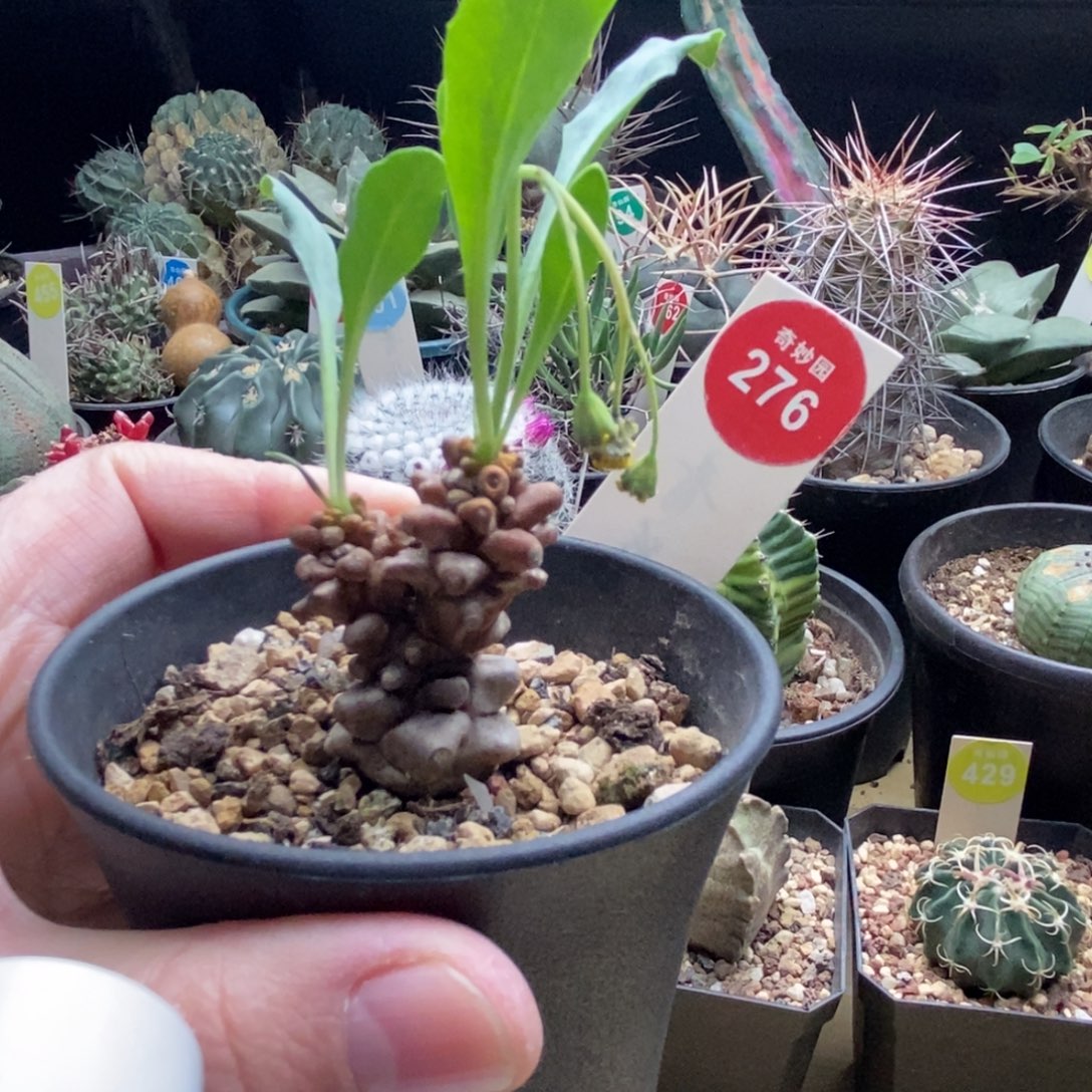 蛮鬼塔一颗仙人球3688