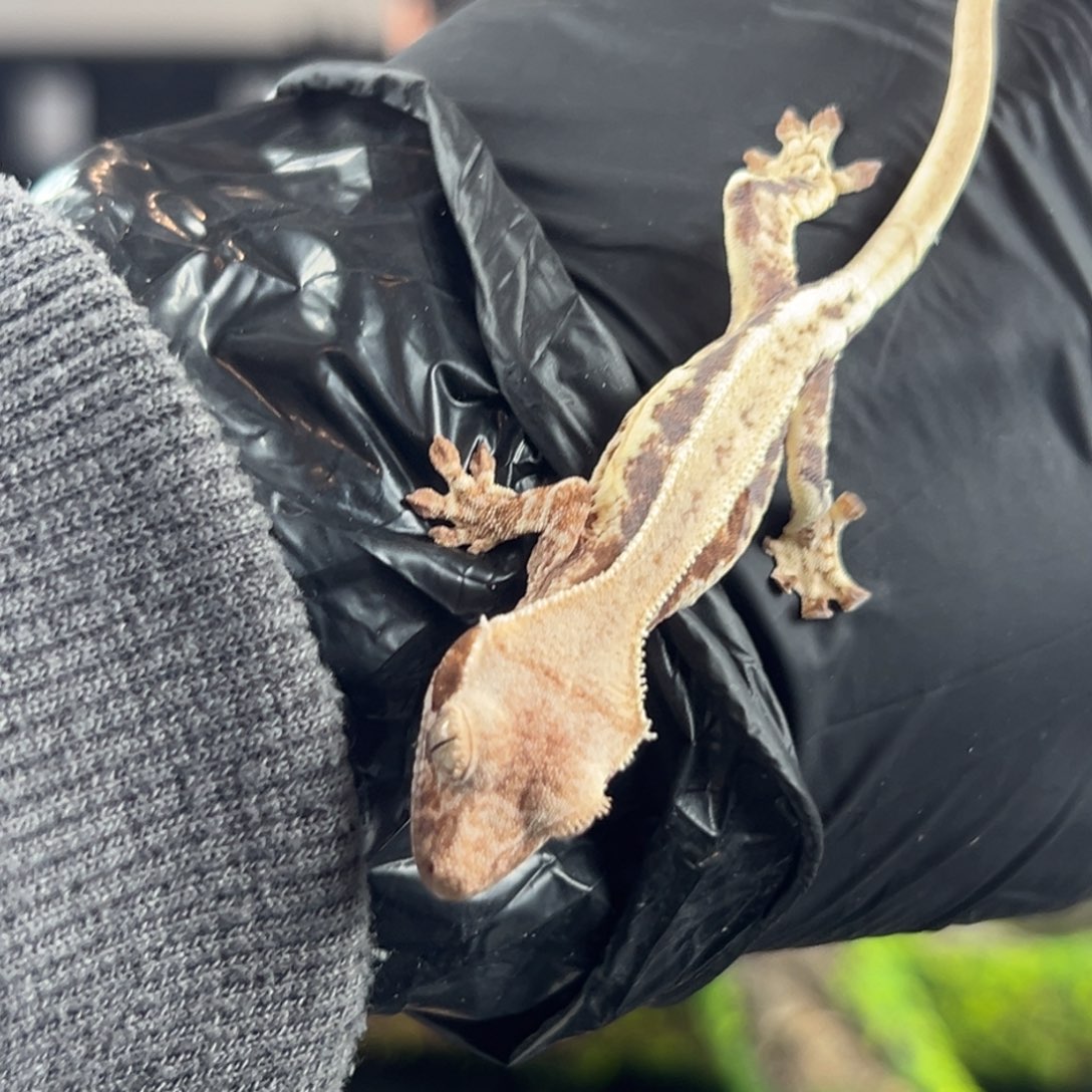 睫角守宫特价紫貂莉莉