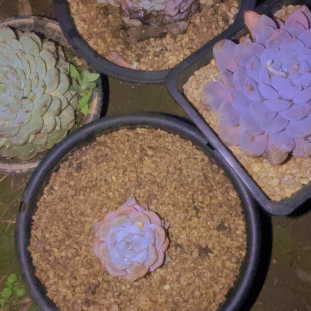 就***有箱拍一物一拍一单包邮