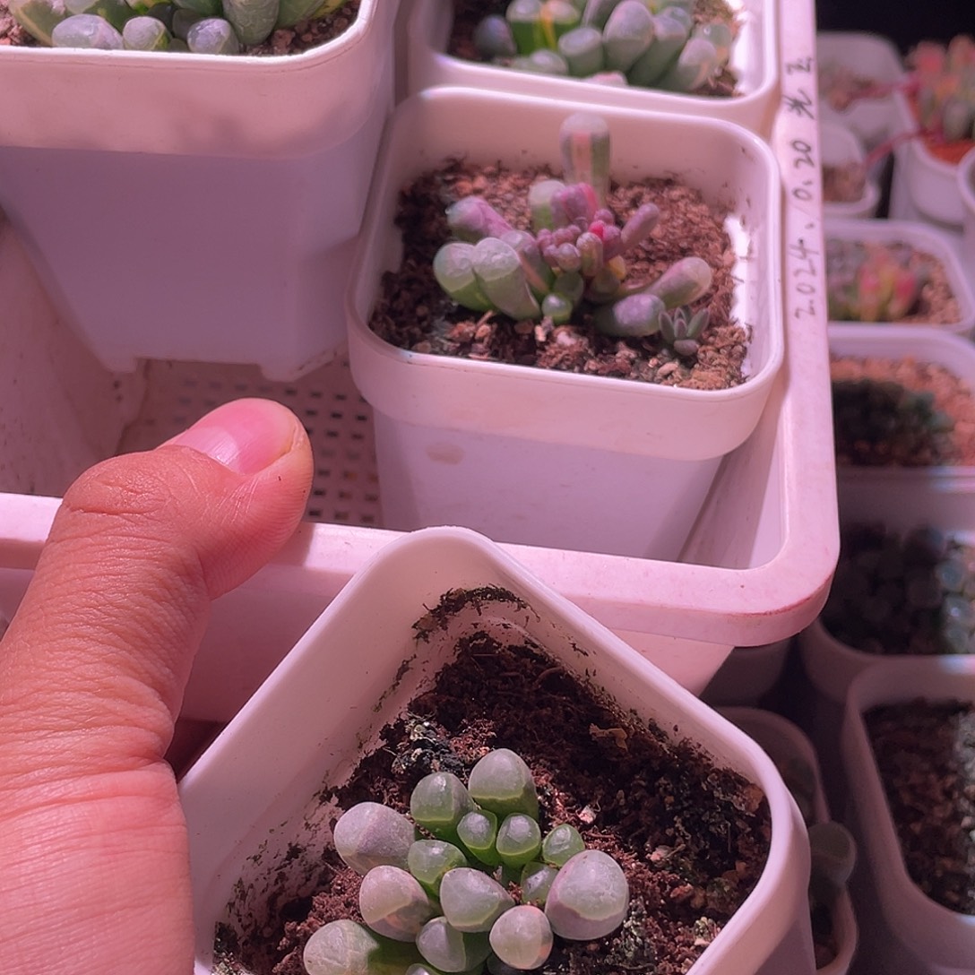 预***笑五十玲玉锦特价包邮