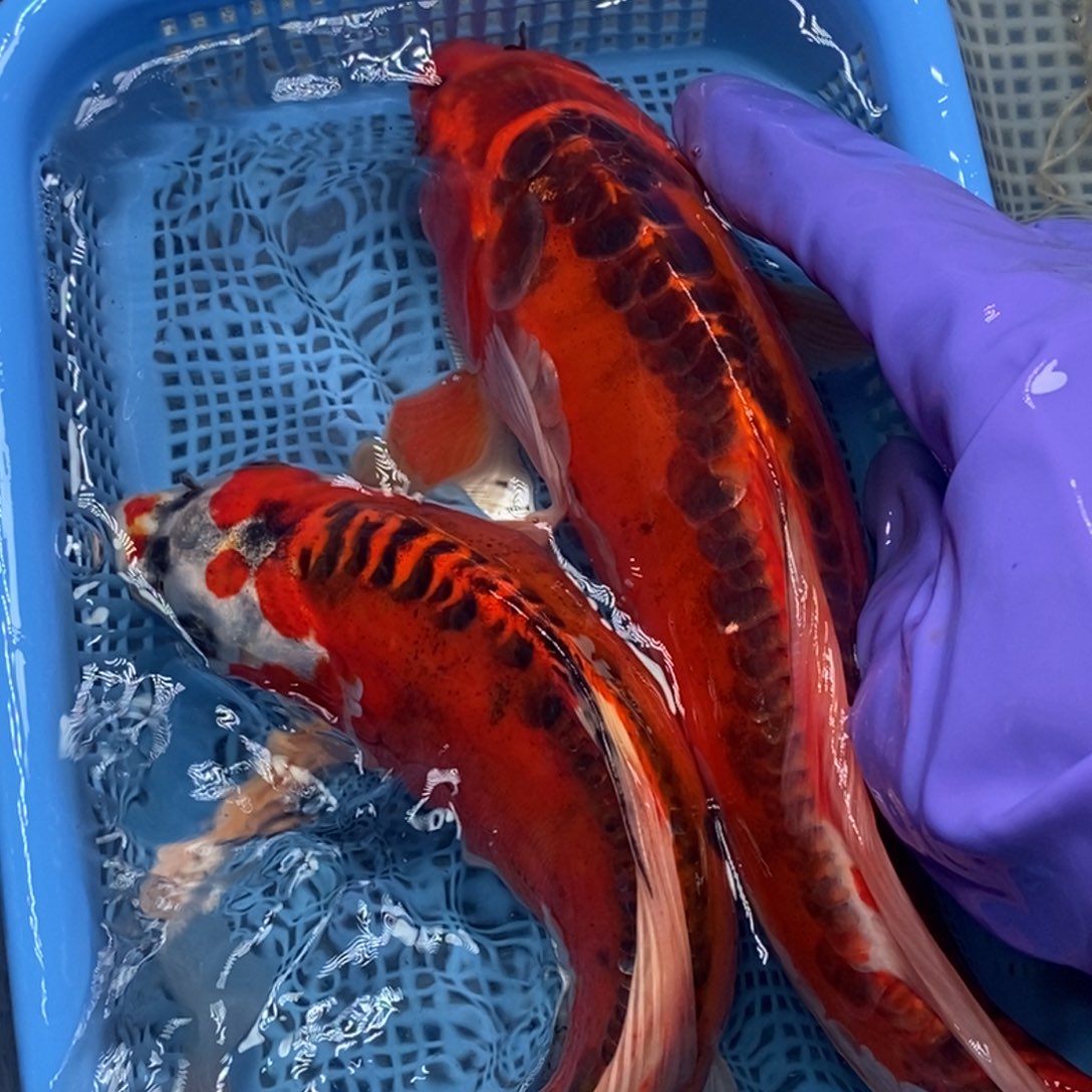 锦鲤冷水锦鲤包邮