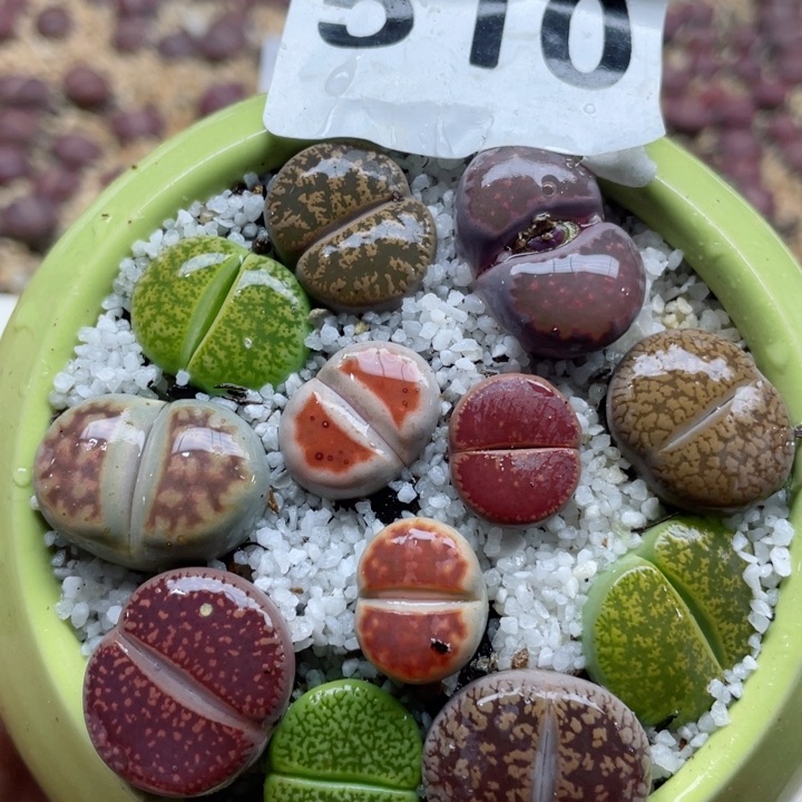 510彩拼带盆零下拍保温