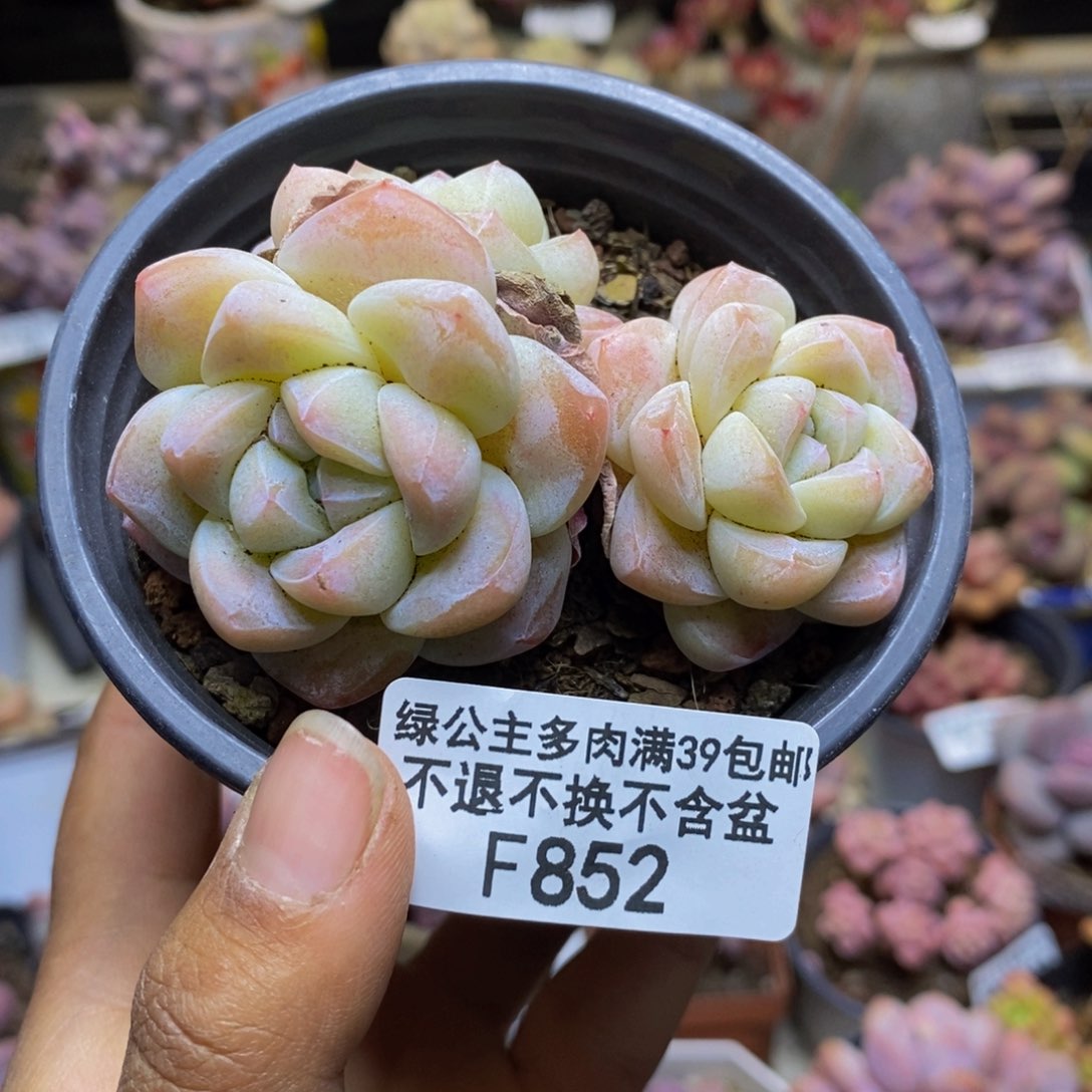 852珍妮冰玉多肉不包整