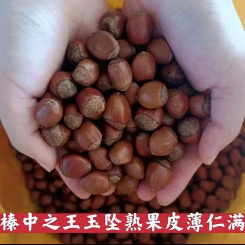 《玉坠纸皮毛榛子》自家种香甜脆闭口榛子可试吃