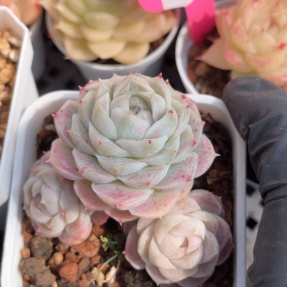 优选77号女王800