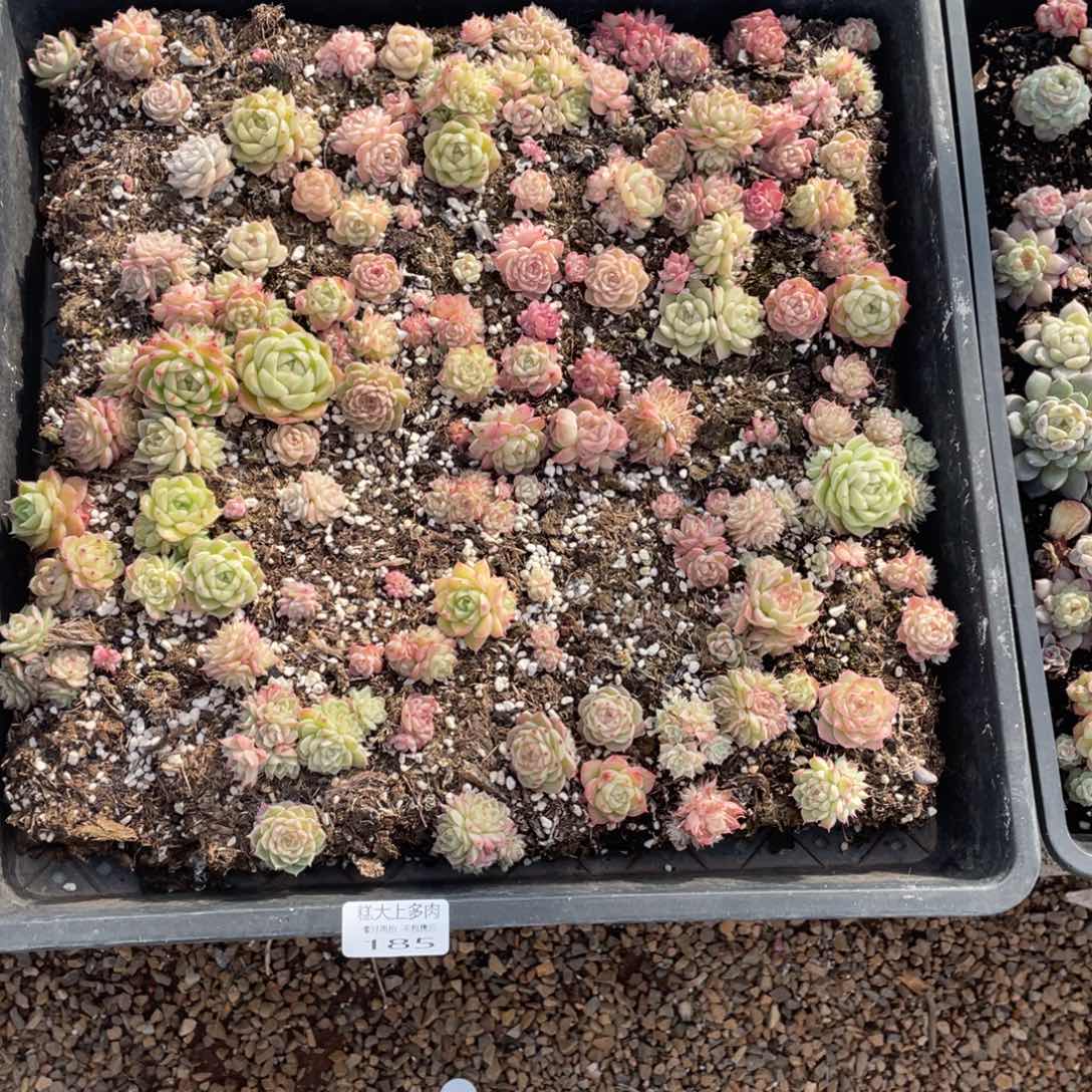 糕大上多肉植物185