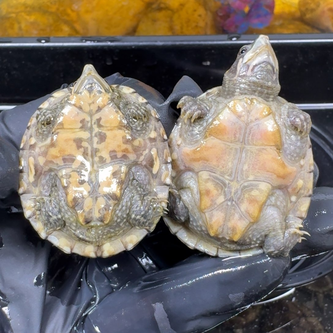 蛋龟不分公母麝香