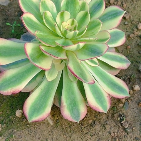 650倾城多肉植物