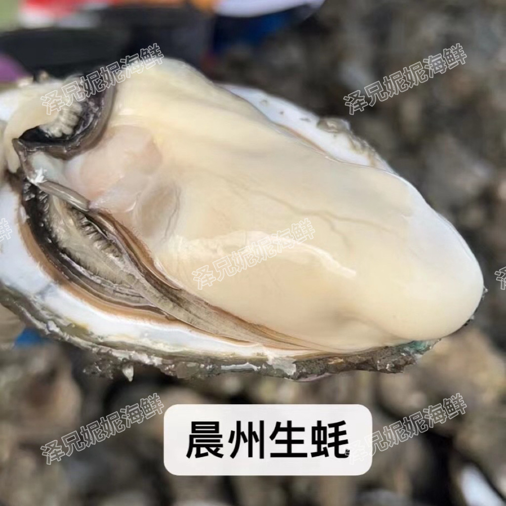 汕尾本港晨洲生蚝 生蚝天花板上过电视的生蚝