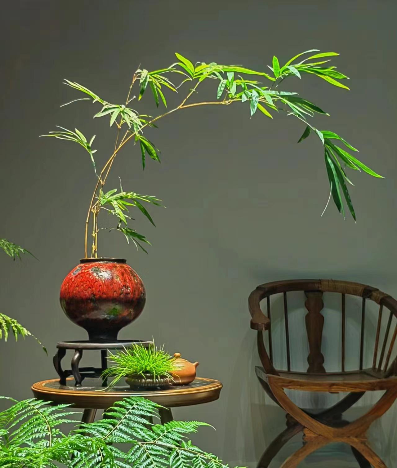 红观音竹懒人绿植 一物一拍办公室客厅茶桌绿植盆栽 好养易活可选