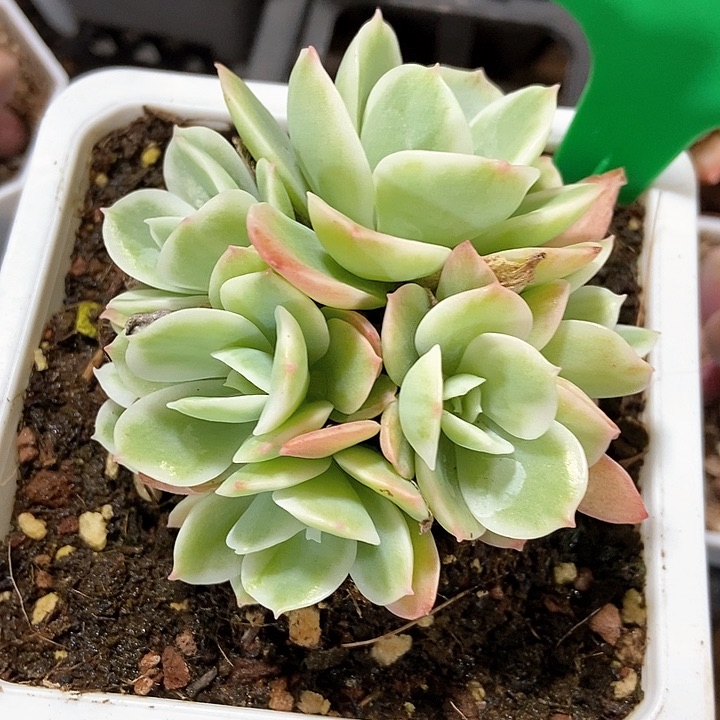 多肉植物柠檬锦788