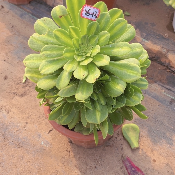 26-13琉璃多肉植物