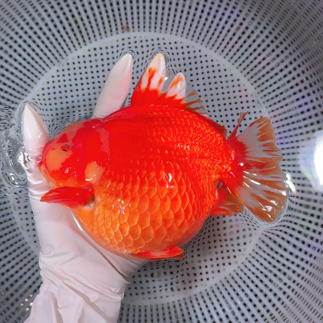 金鱼类不分公母16