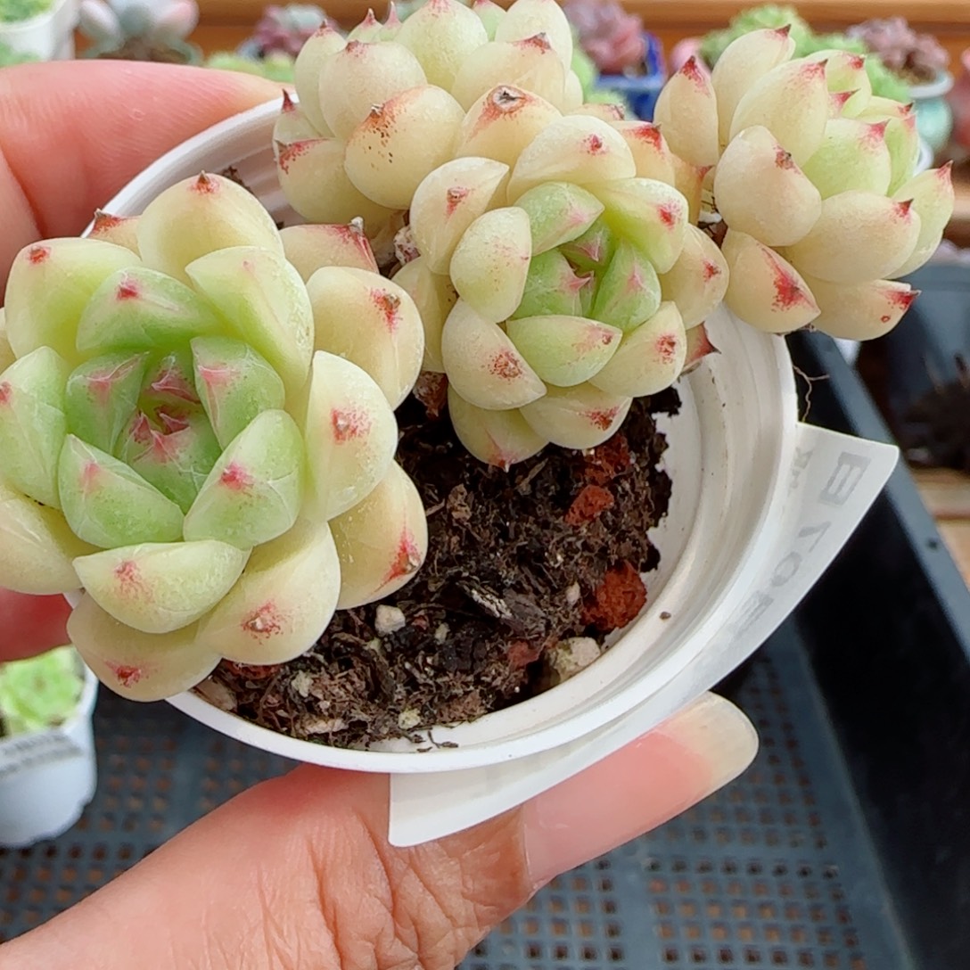 花语逸镜0907-105散