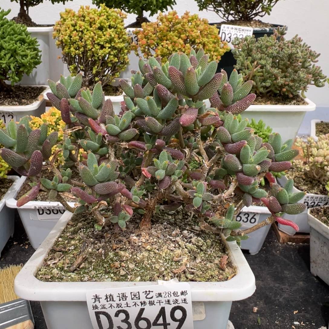 D3649玉米老桩枝干