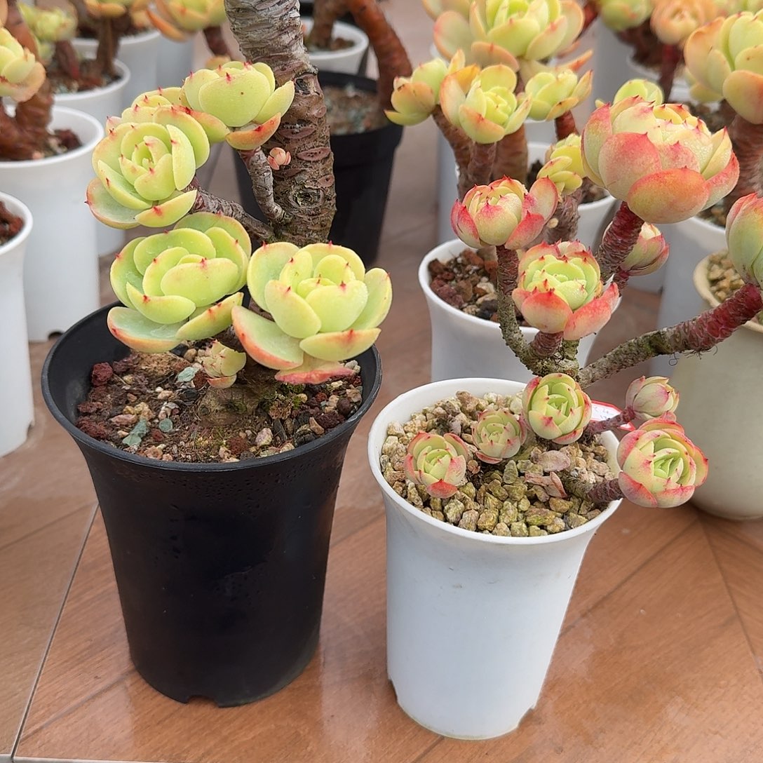 张***头鸡蛋碧桃多肉植物两颗