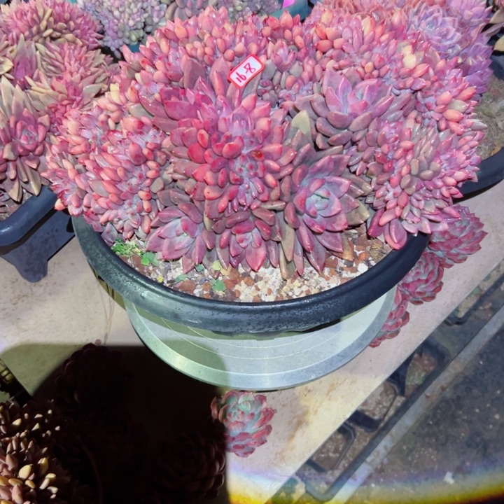 ?*然精品多肉植物老桩