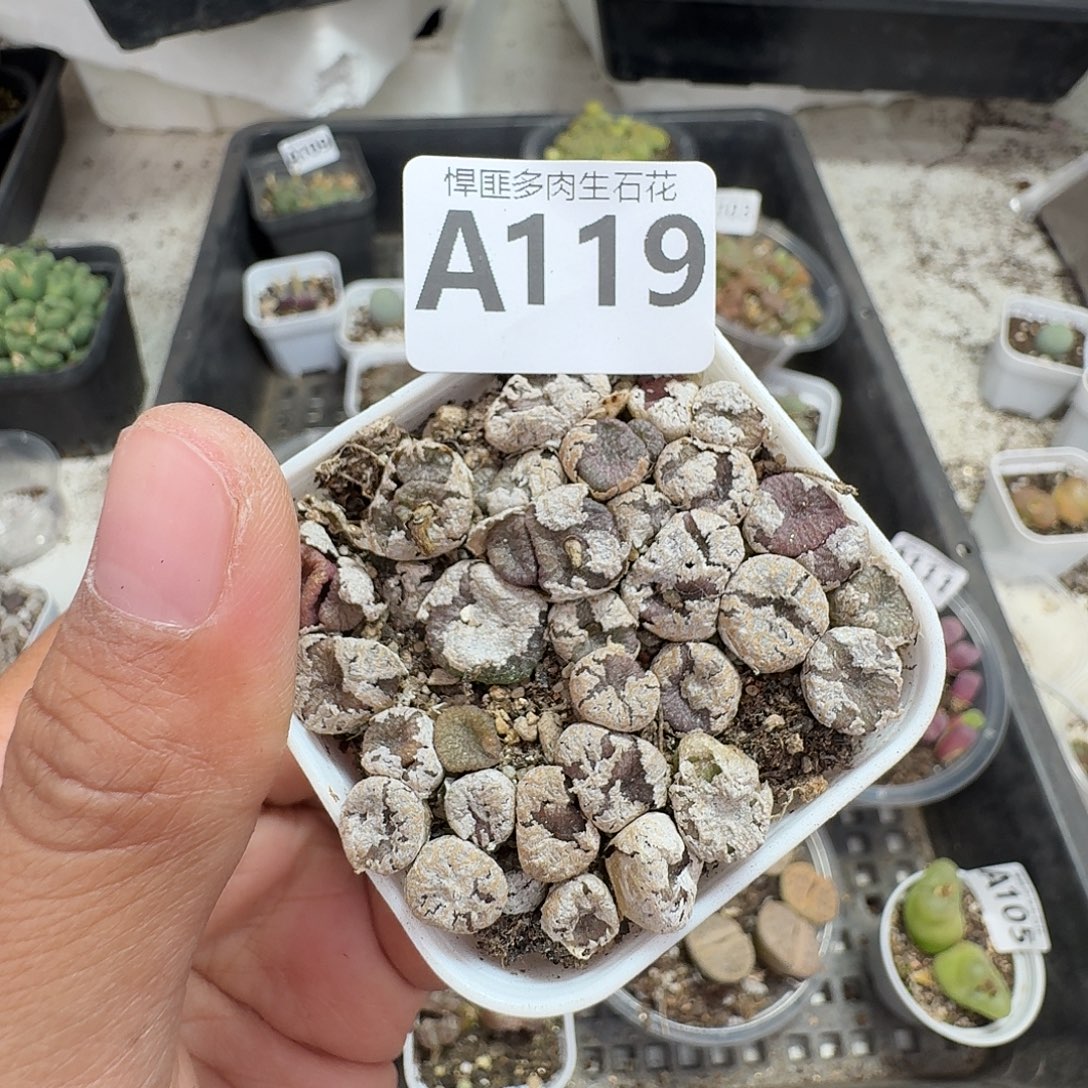 119多肉植物多肉植物
