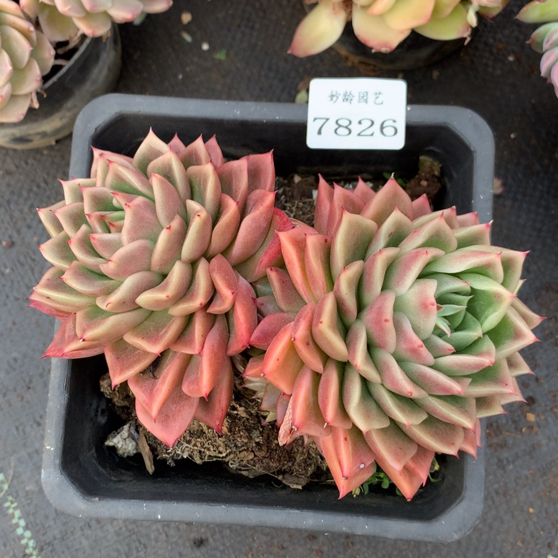 7826新年快乐发发发