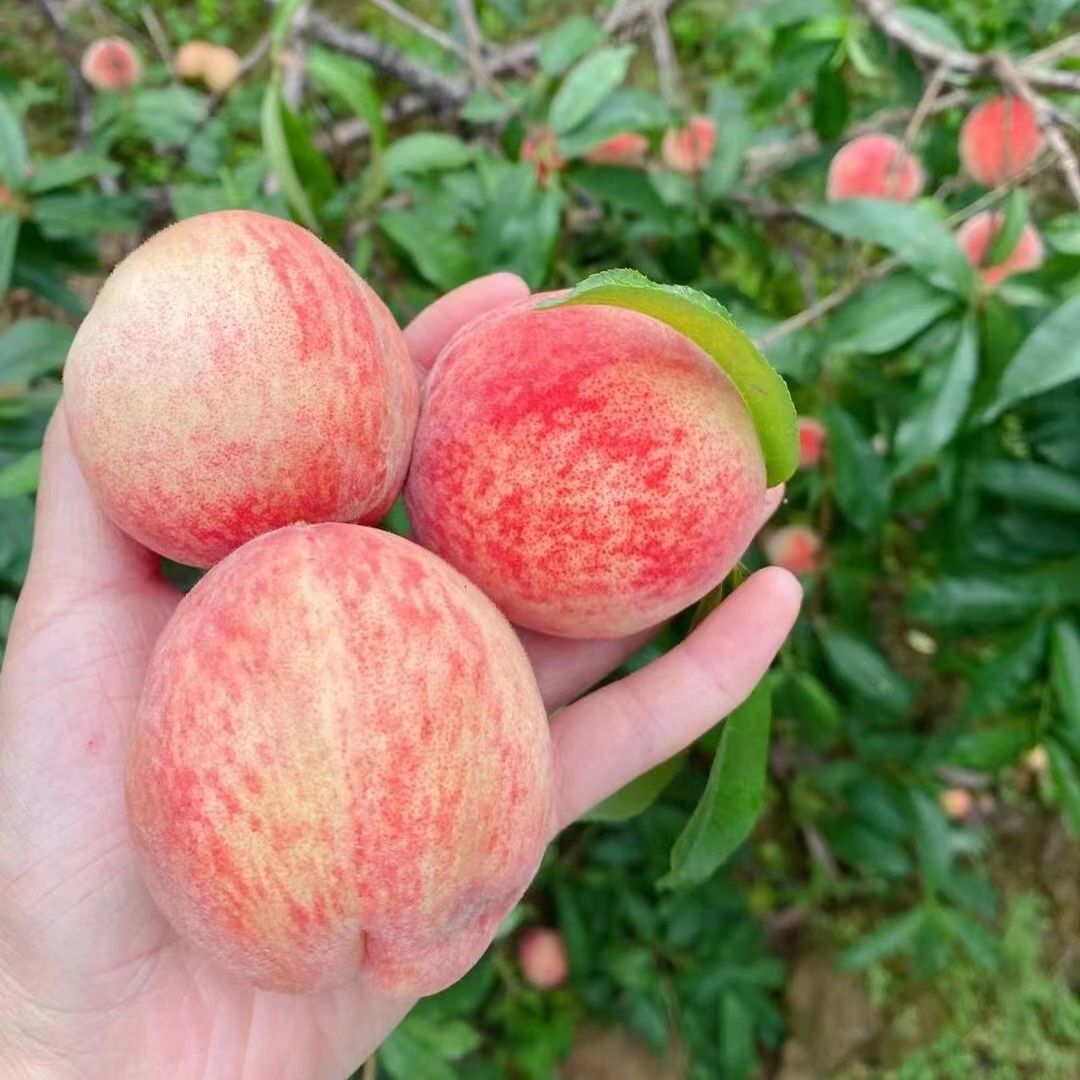 【次日达】重庆高山老品种红玉甜脆桃硬吃脆甜爽口软吃香甜多汁新鲜现摘2斤3斤5斤包邮当季新鲜水果桃子重庆市