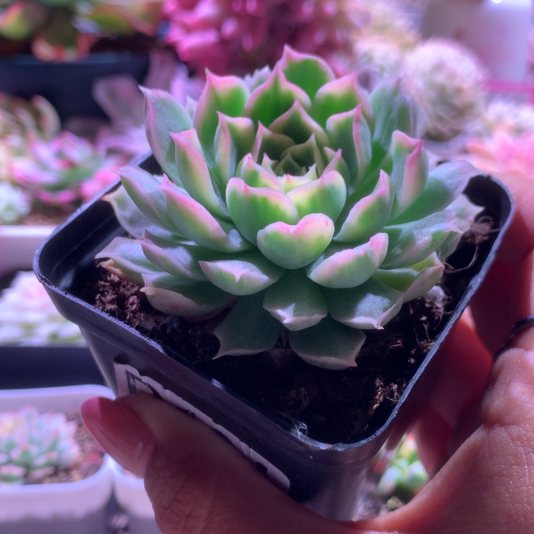 欧版海琳娜锦有根