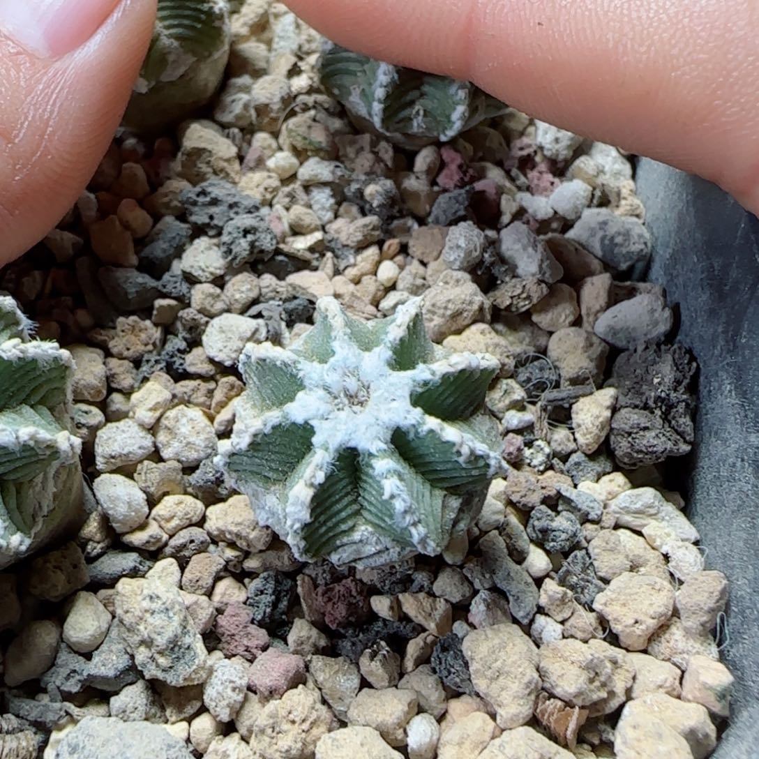 381实生辛顿花龙1.7厘米