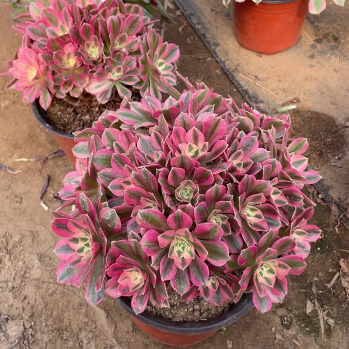 99分女法师多肉断枝不包