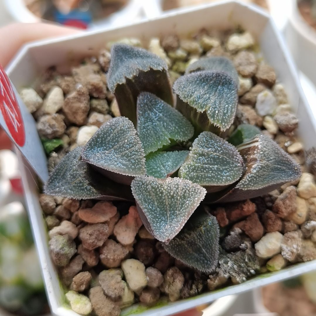 472号大久保特丸磨面锦一物一拍带盆土发货