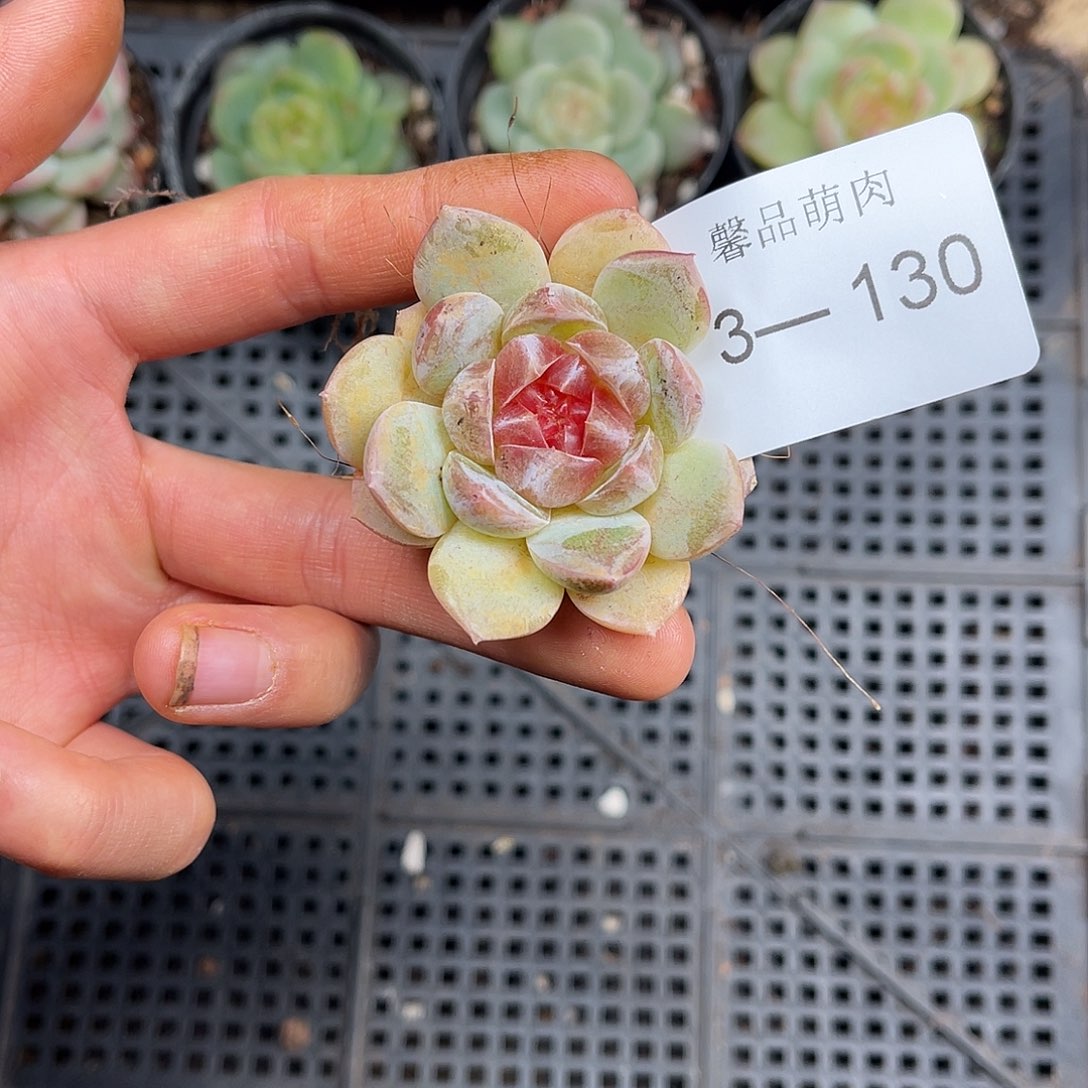 多肉一物一拍3-130