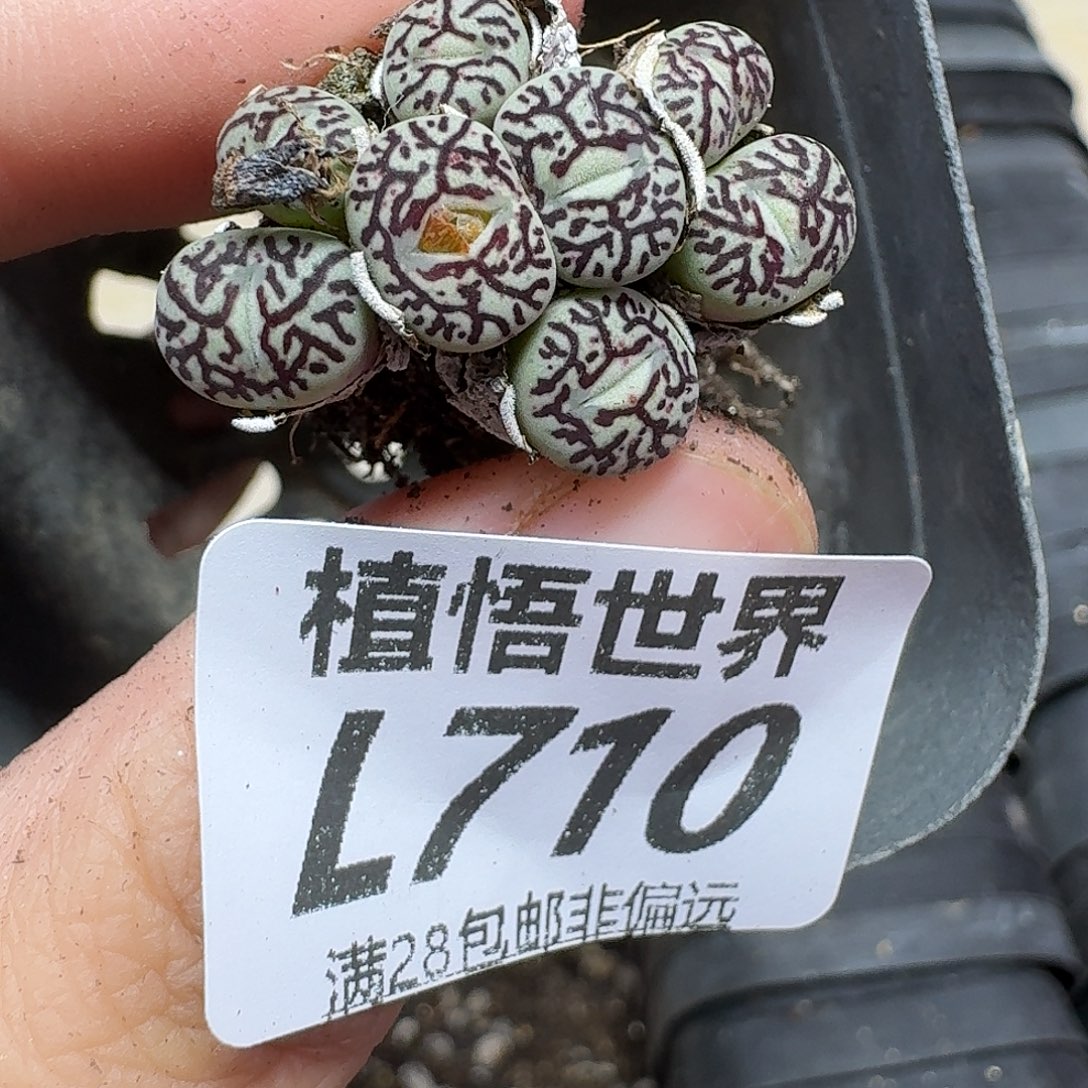 多肉植物的润泽ghh