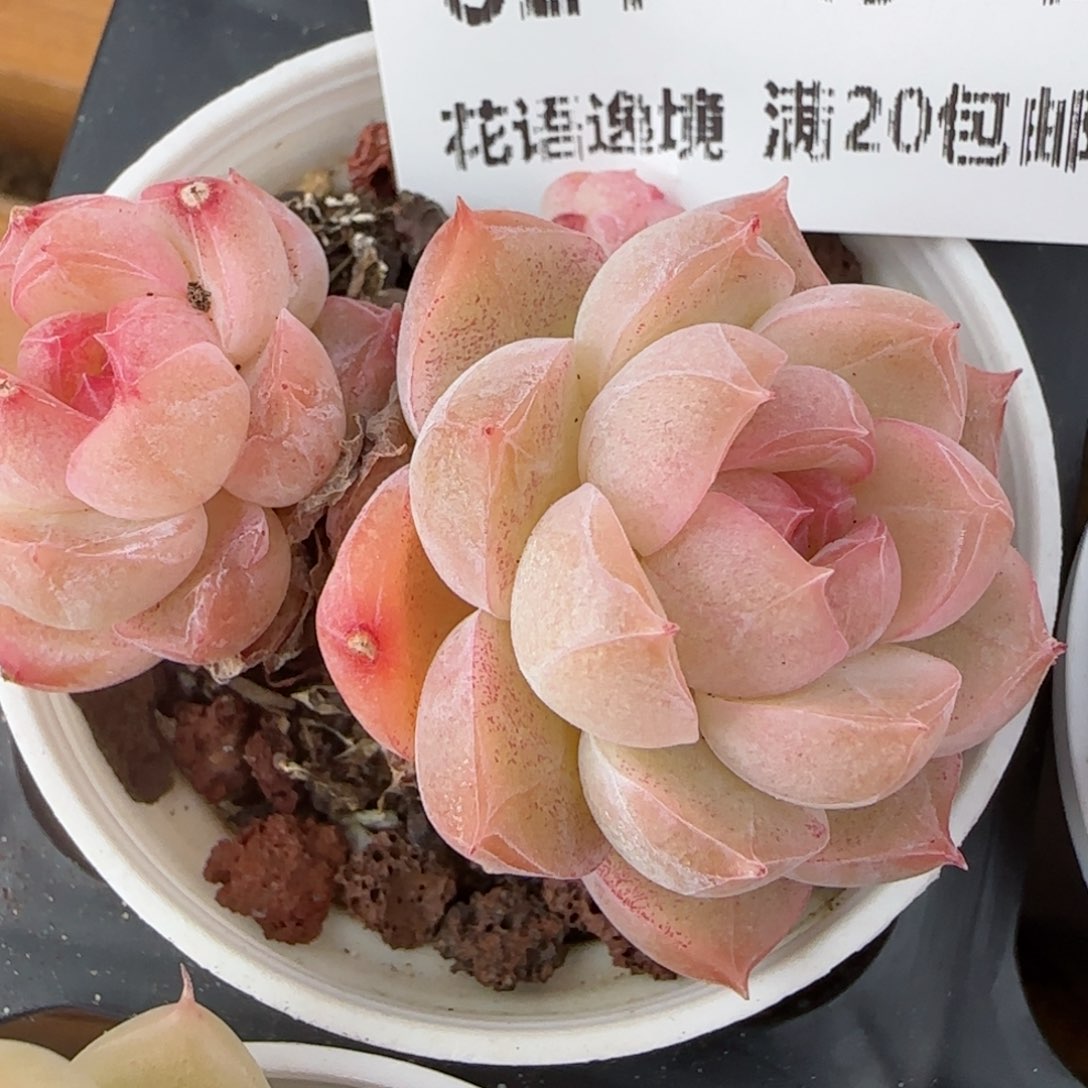 花语逸镜0206-621