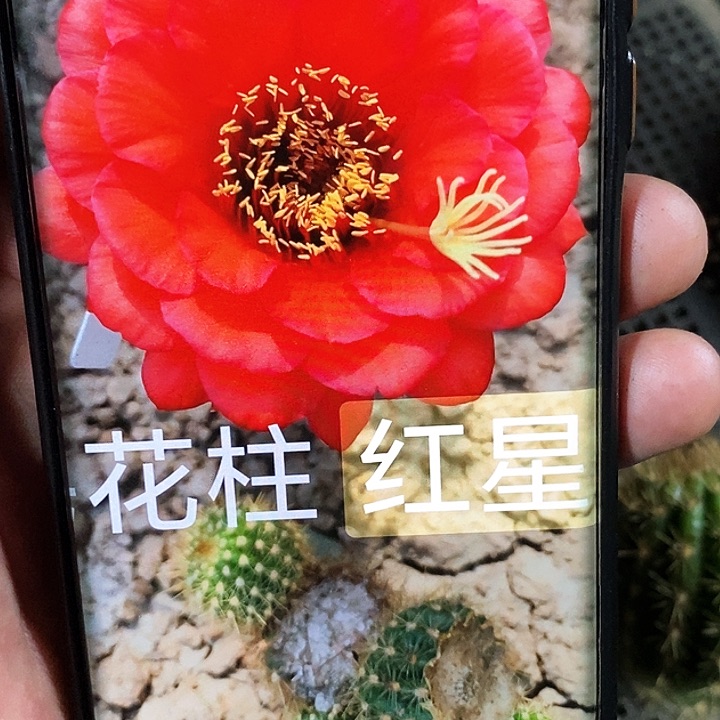 毛 红星 /侧芽歪20包邮/