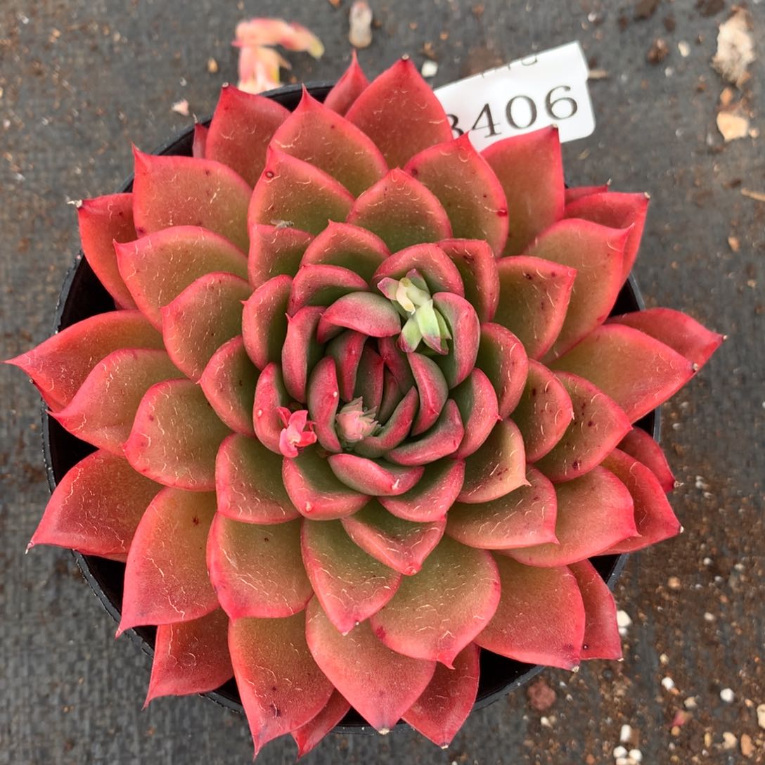 3406新年快乐发发发