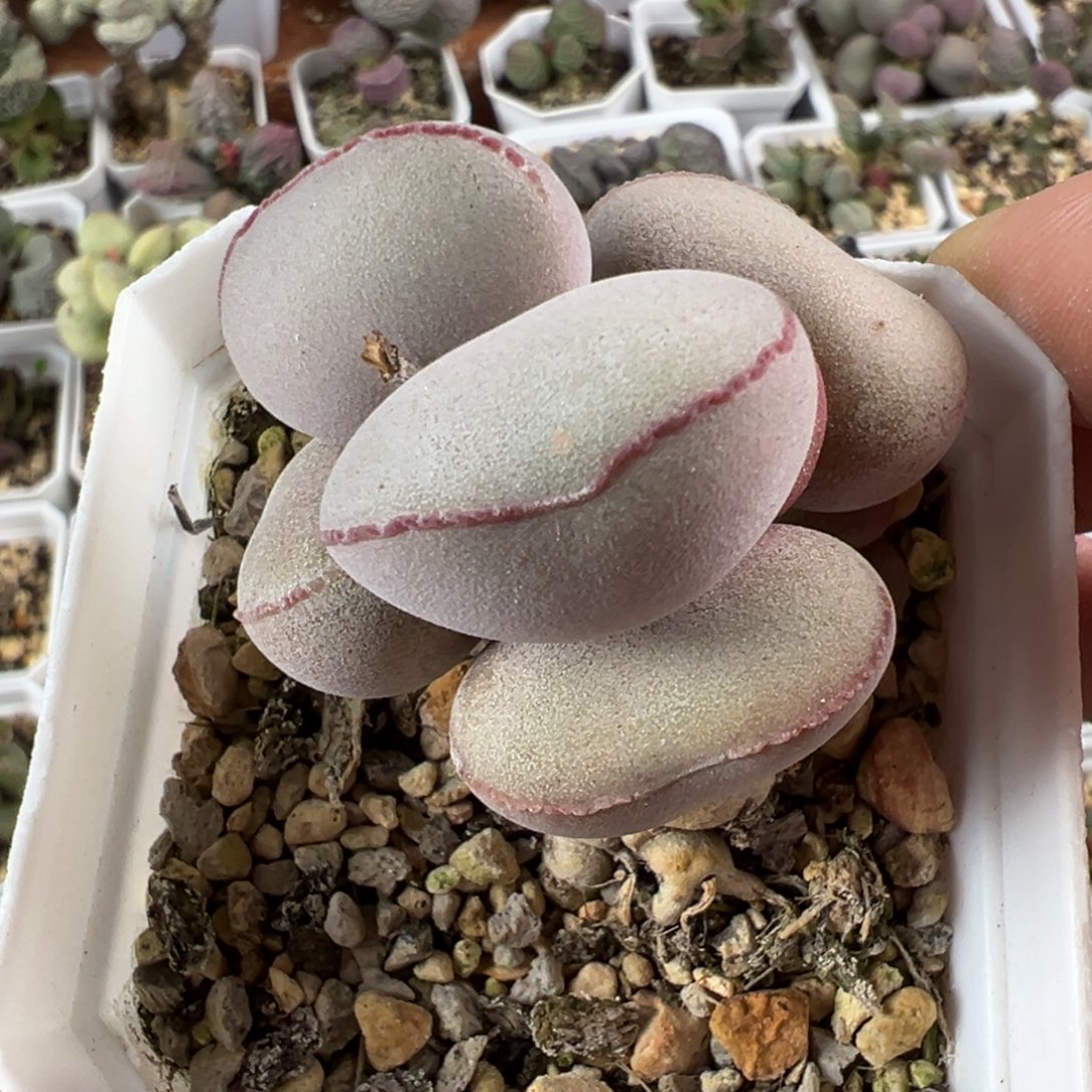 p***l白肌红蛋老桩多肉植物水泡泡